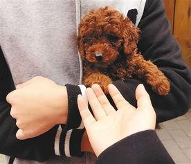 天门泰迪爆料视频大全下载,揭秘幕后真相 第3张 天门泰迪爆料视频大全下载,揭秘幕后真相 第3张